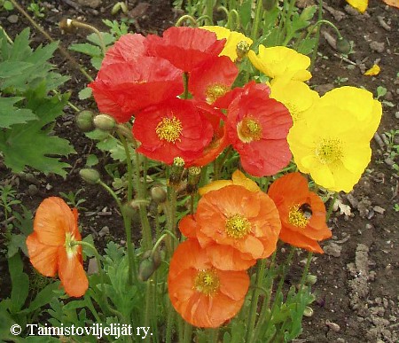  Papaver croceum 